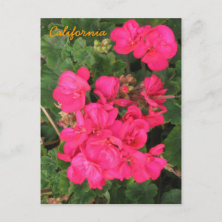 Carte Postale Californie