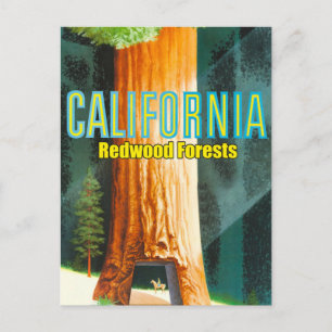 Carte Postale Californie, forêt de séquoias, Grand Arbre, Séquoi
