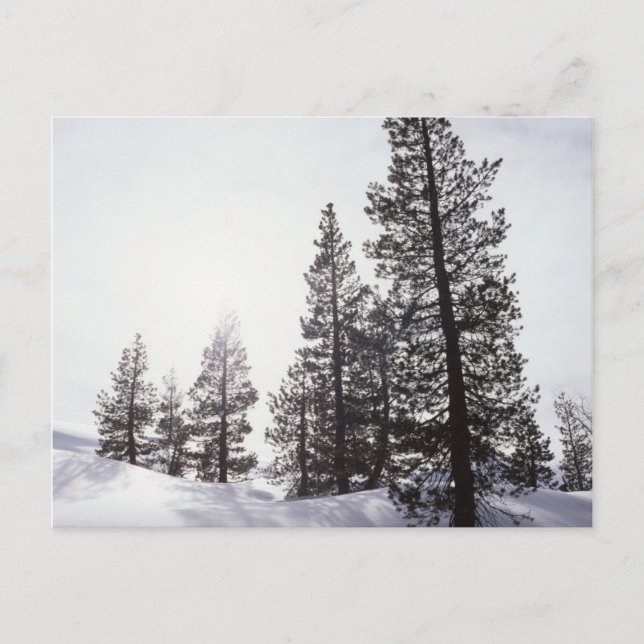 Carte Postale Californie, Rancho Cuyamaca State Park (Devant)