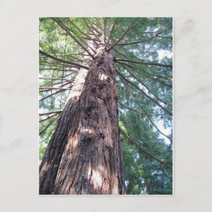 Carte Postale Californie Redwood Upshot