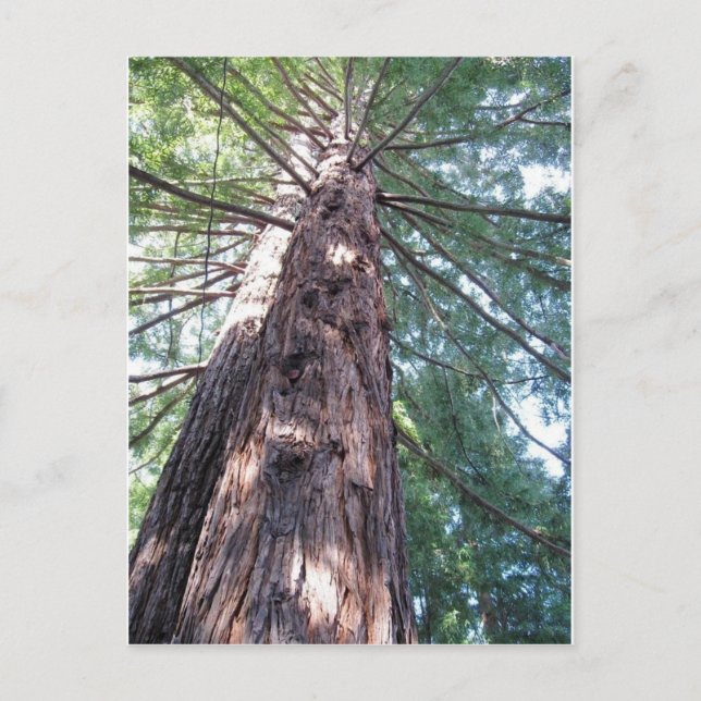 Carte Postale Californie Redwood Upshot (Devant)