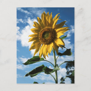 Carte Postale Californie, Un Tournesol Mammouth (Helianthus) 2