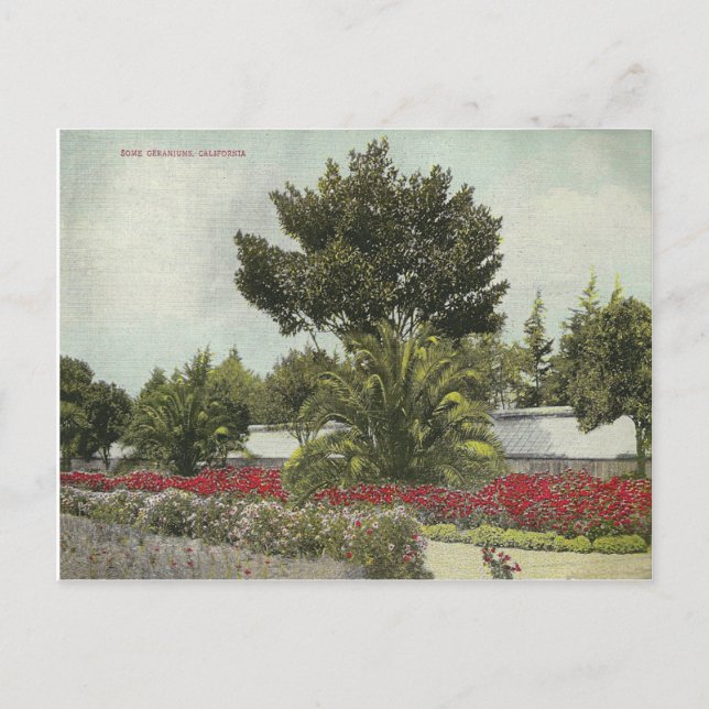 Carte Postale Californie vintage (Devant)