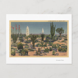 Carte Postale CalifornieVariétés de cactus du désert