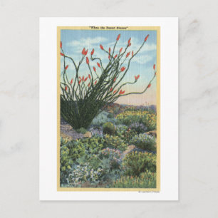 Carte Postale CalifornieVue sur les cactus en fleurs