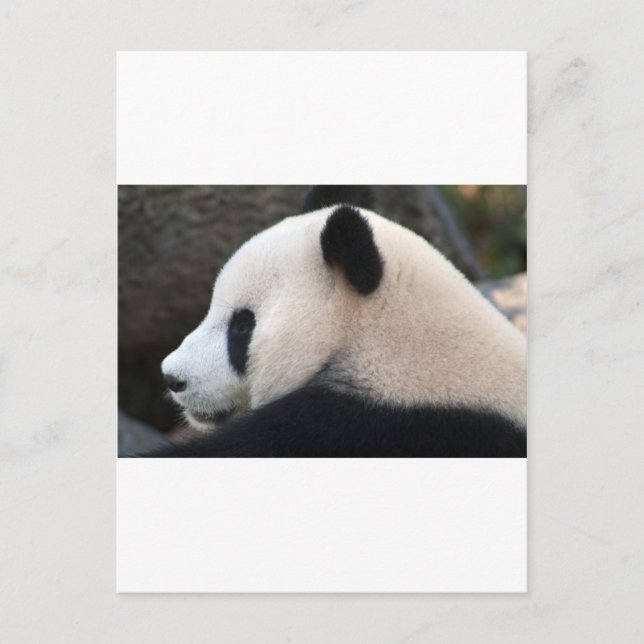 Carte Postale Câlins de Panda (Devant)
