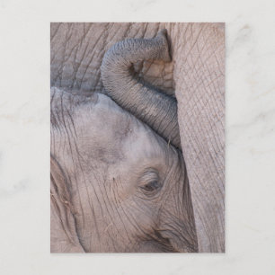 Carte Postale Câlins d'éléphant de bébé