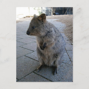 Carte Postale "Câlins en Australie : un Quokka gris câlin"