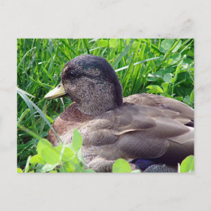 Carte Postale Call Duck Drake
