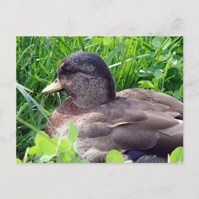 Carte Postale Call Duck Drake (Devant)