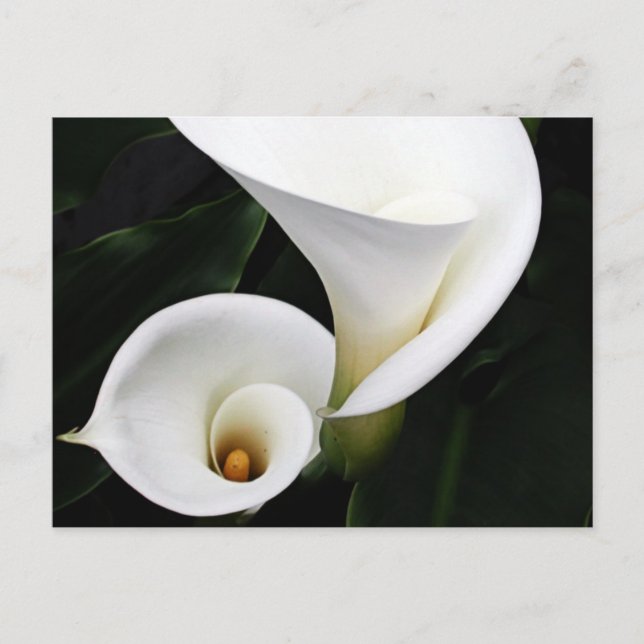 Carte Postale Calla blanche Lillies (Devant)