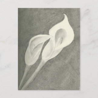Carte Postale Calla Lilies