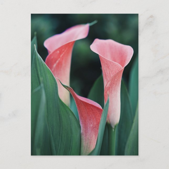 Carte Postale Calla Lilies Fleurs Roses (Devant)
