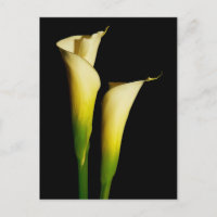 Calla Lilis