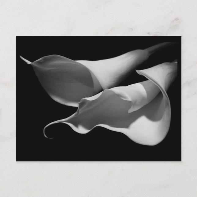 Carte Postale Calla Lilis (Devant)