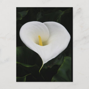 Carte Postale Calla Lilly
