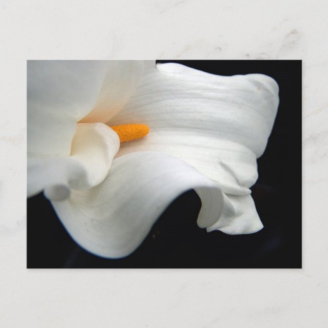 Carte Postale Calla Lily (Devant)