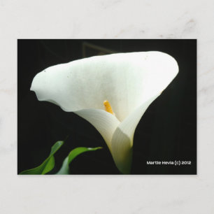 Carte Postale Calla Lily en noir
