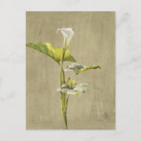 Calla Lily par Fidelia Bridges