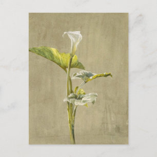 Carte Postale Calla Lily par Fidelia Bridges