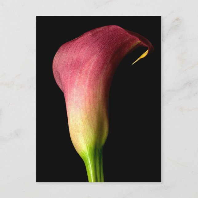 Carte Postale Calla Lily rose (Devant)