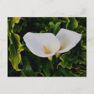 CARTE POSTALE CALLA MENES