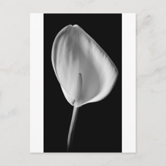 Carte Postale Calla n°2
