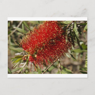 CARTE POSTALE CALLISTEMON BOUTEILLE ROUGE BRUSH TREE FLOWER AUST