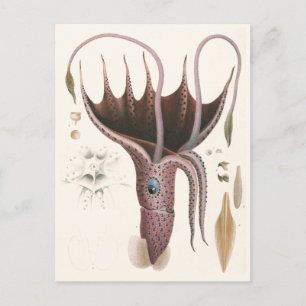 Carte Postale Calmar aux Parapluies, Animaux Vintages de la Mari