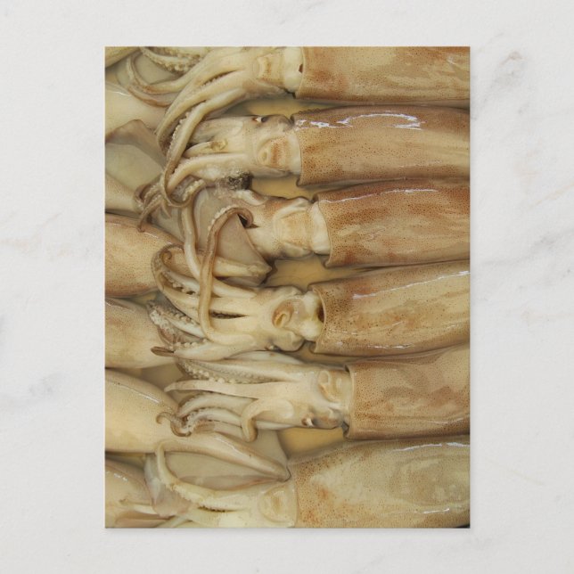 Carte Postale Calmar - Encornet (Devant)