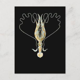 Carte Postale calmar Long-armé