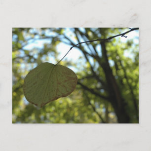 Carte Postale Calme de Chartreuse