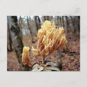 Carte postale Calocera viscosa