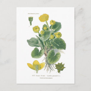 Carte Postale Caltha palustris