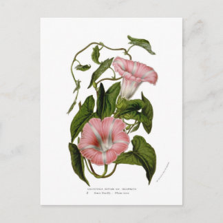 Carte Postale Calystegia sepium var. incarnata