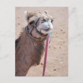 Carte Postale Camel