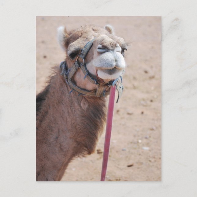 Carte Postale Camel (Devant)