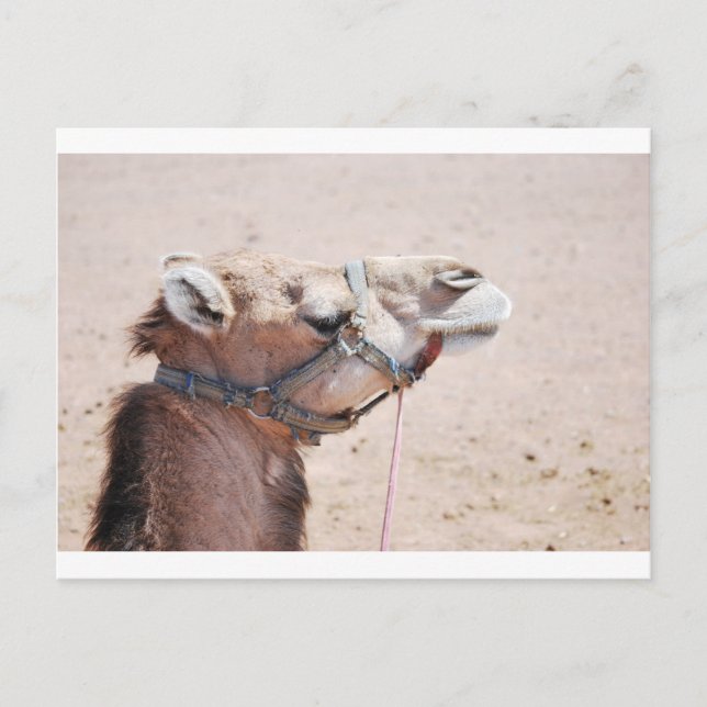 Carte Postale Camel (Devant)