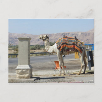 Carte Postale Camel