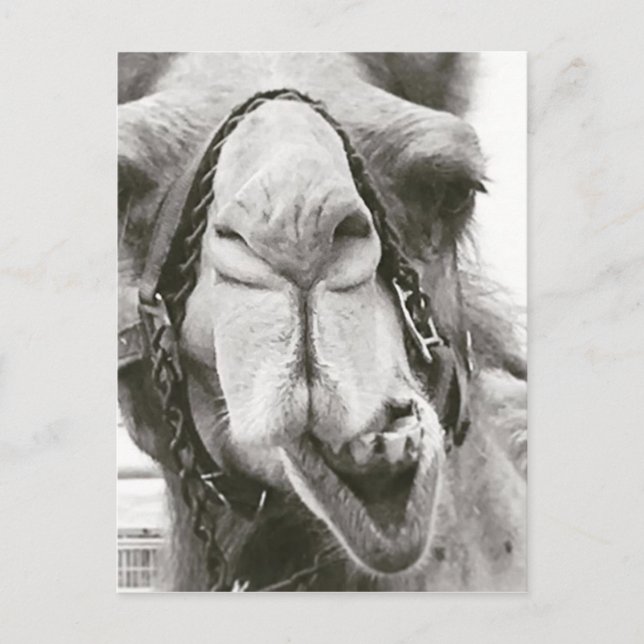 Carte Postale Camel amusant (Devant)