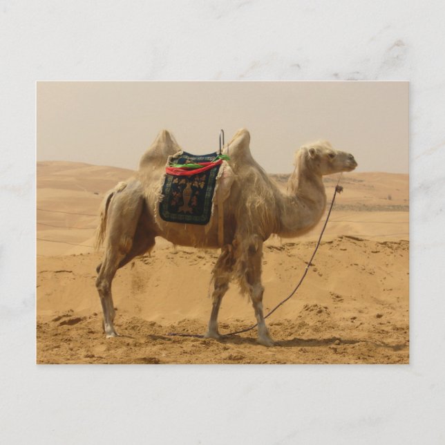 Carte Postale Camel Bactrial Mongolie (Devant)