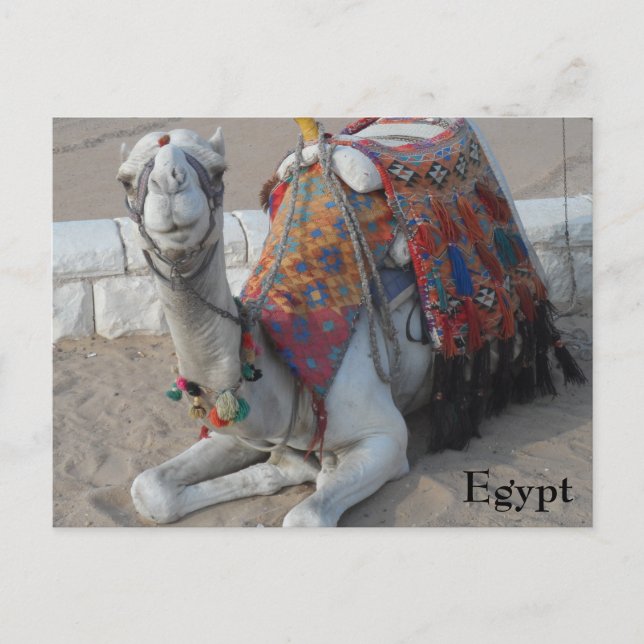 Carte Postale Camel d'Égypte (Devant)