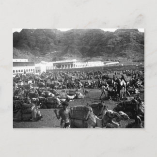 Carte Postale Camel Market, Aden, Yémen 1902