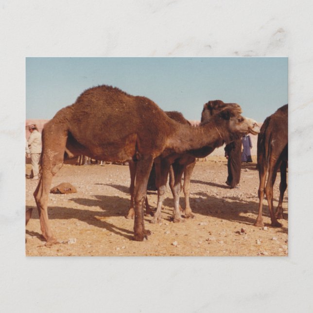 Carte postale Camel marocain (Devant)