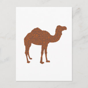Carte Postale Camel Prodigy