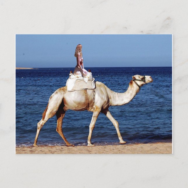 Carte Postale Camel Rider en bord de mer (Devant)