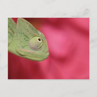 Carte Postale caméléon