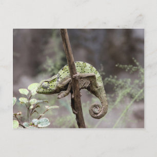 Carte Postale Caméléon du Sénégal, Chamaeleo senegalensis