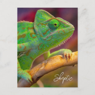 Carte Postale Caméléon Vert