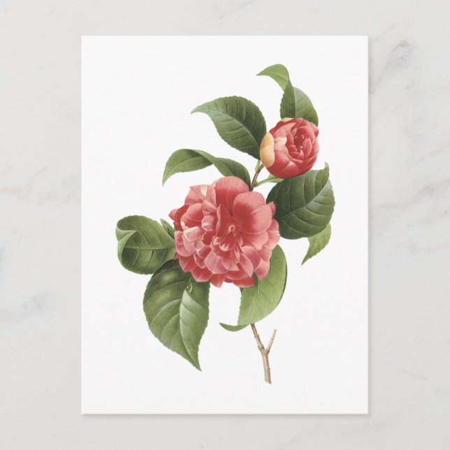 Carte Postale camélia commune (Camellia japonica) par Redouté (Devant)